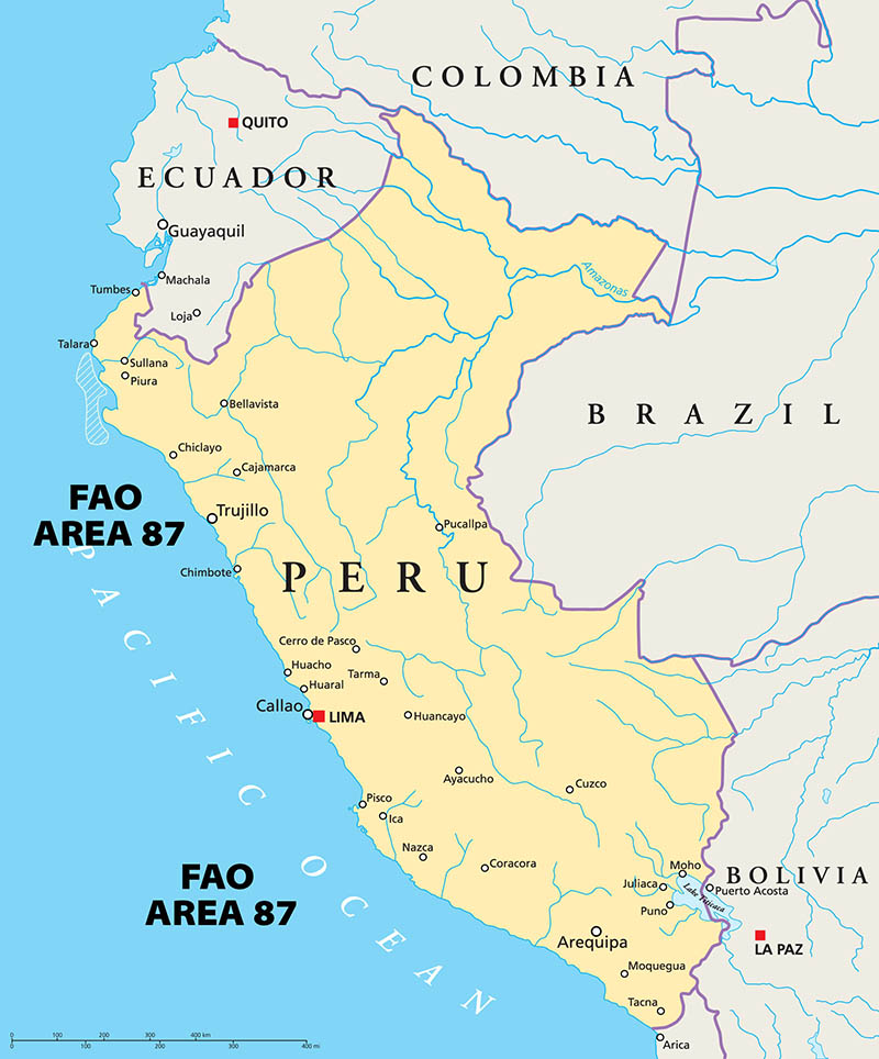 Peruvian Scallop - Eastern Fisheries Buyers