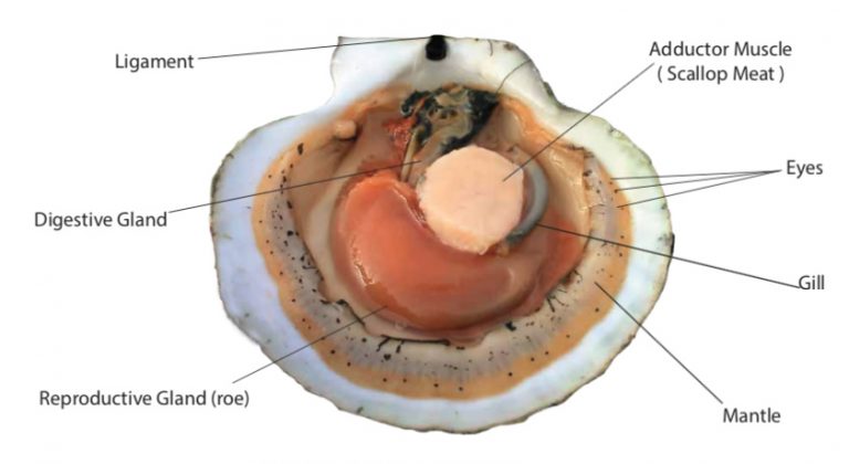 Scallop Anatomy - Eastern Fisheries Buyers